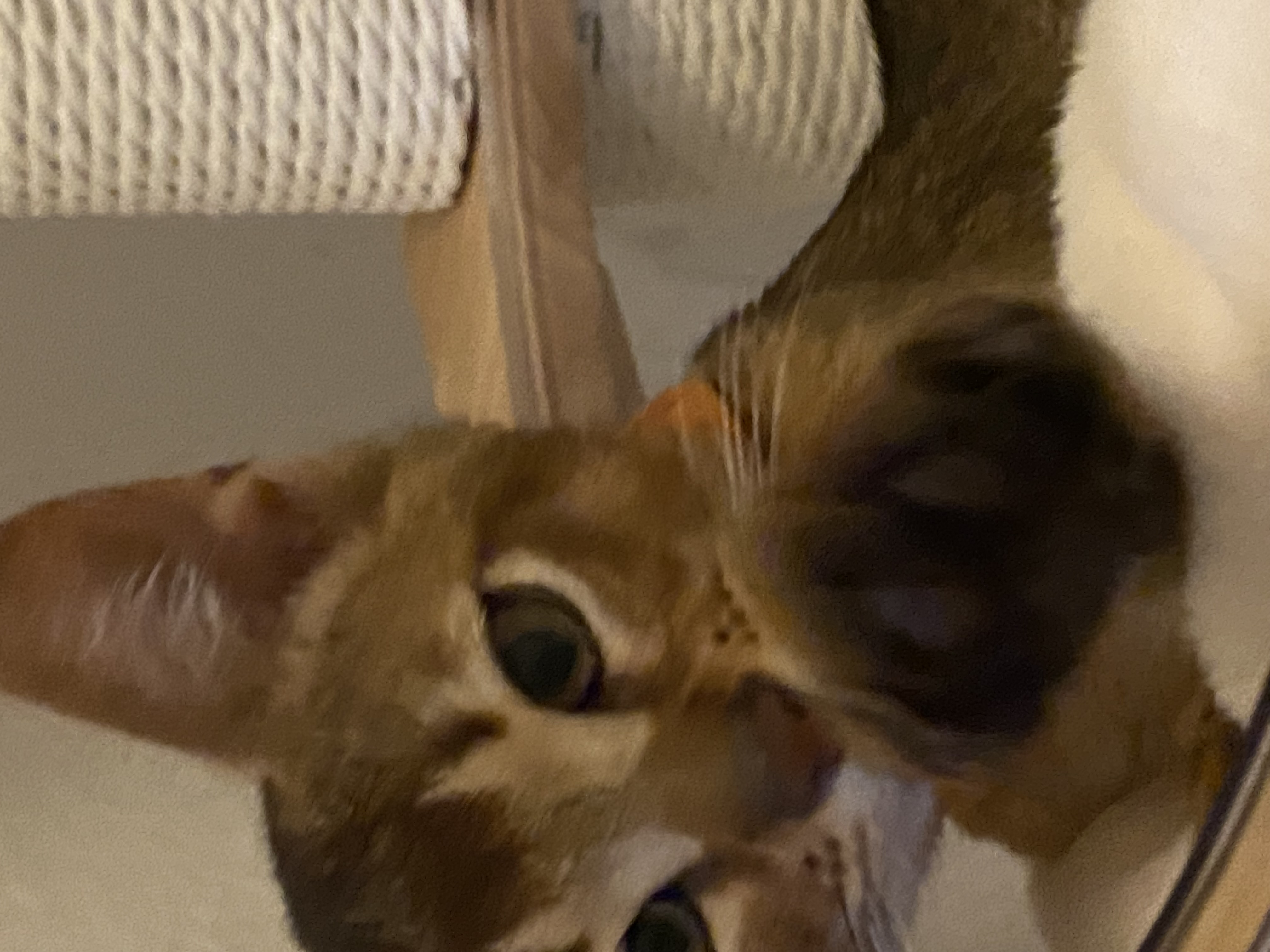 Leo, the real Abyssinian cat behind Leo Lion Paws.